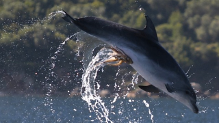 And now, a dolphin with an octopus stuck to its naughty bits